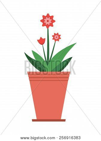 Mandevilla Plant In Brown Pot, Blooming Room Herb With Red Flowers And Green Leaves, Pots Decoration