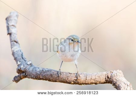 Phylloscopus Bonelli Or Mosquitero Papialbo On A Branch