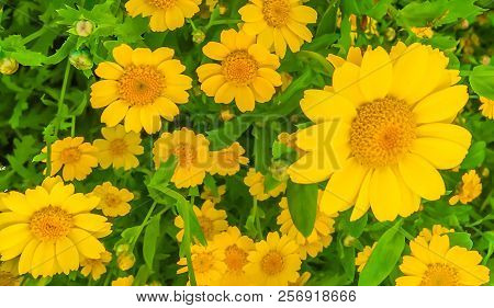 Field Of Big Yellow Daisy Flowers In Bloom Macro Close Up Background