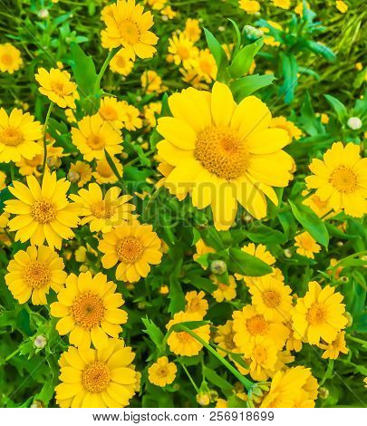 Yellow Daisy Flowers In Bloom Macro Close Up