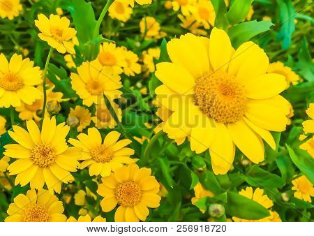 Beautiful Big Blooming Yellow Daisy Flowers Macro Close Up