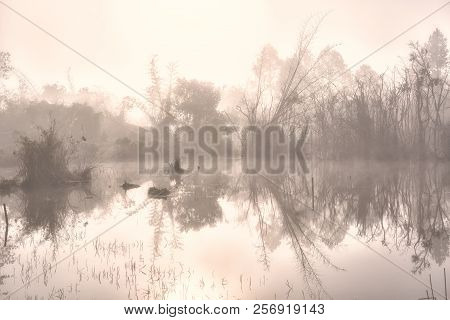 Mysterious Forest At Foggy Morning In Swamp Area In Thung Salaeng Luang, Phetchabun