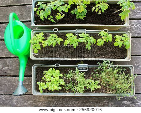 Vegetable Garden On A Terrace. Herbs, Tomatoes Seedling Growing In Container