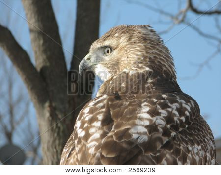 Zagrzebka Hawk z tyłu