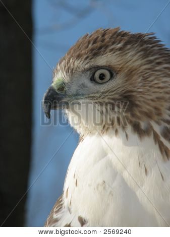 Zagrzebka Hawk