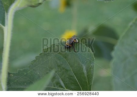 Close-up Of A Bumblebee With Pollen On The Fur On The Leaf Of A Sunflower