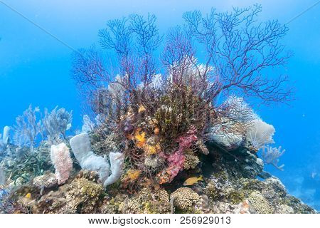 Coral Reef In Carbiiean Sea With Deep Water Gorgonians