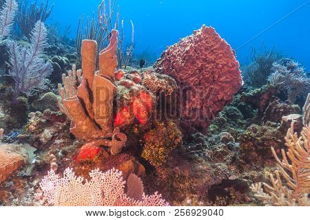 Coral Reef In Carbiiean Sea With Giant Barrel Sponges