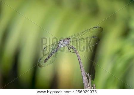 Dragonfly Is An Insect Belonging To The Order Odonata, Infraorder Anisoptera