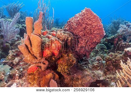 Coral Reef In Carbiiean Sea With Giant Barrel Sponges