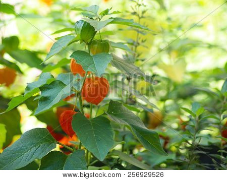 Fruiting Solanum Pseudocapsicum, Winter Cherry, Beautiful Nature