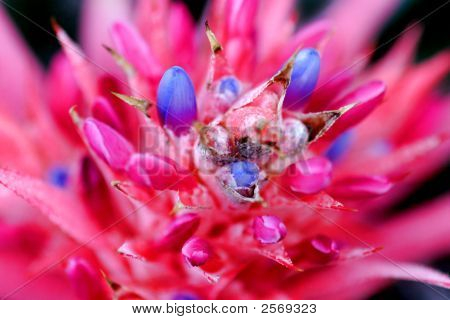 Bromeliad