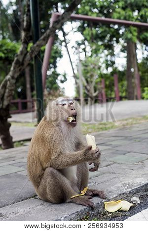 Monkey Eating Banana. Macaque, Macaca Fascicularis, Long-tailed Or Crab-eating Macaque At Monkey Hil