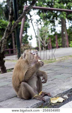 Monkey Eating Banana. Macaque, Macaca Fascicularis, Long-tailed Or Crab-eating Macaque At Monkey Hil