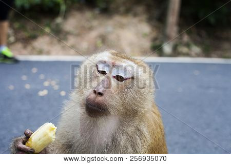 Monkey Eating Banana. Macaque Portrait, Macaca Fascicularis, Long-tailed Or Crab-eating Macaque At M