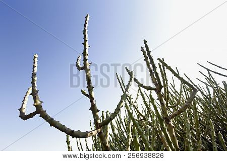 Wild Cactii At Hampi Karnataka State Of India.