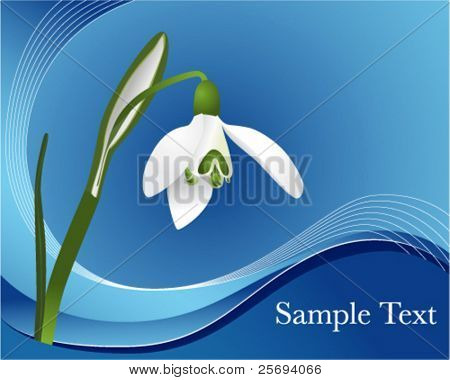 Vector illustration of a first snowdrop