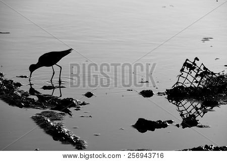 A willet sandpiper feeding at the edge of the Guano river in Florida with trash in the mud creating an interesting black and white scene