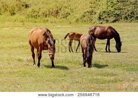 A Herd Of Horses Grazing On A Mountain Meadow With Grass On A Sunny Spring Evening (epirus, Greece).