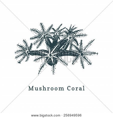 Mushroom Coral Vector Illustration. Drawing Of Sea Polyp On White Background.
