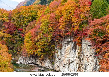 Beautiful Autumn forest and river in Japan
