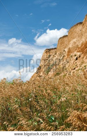 wildflowers on high coast by the sea, beautiful coastal landscape, travel concept