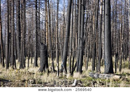 Forest Fire