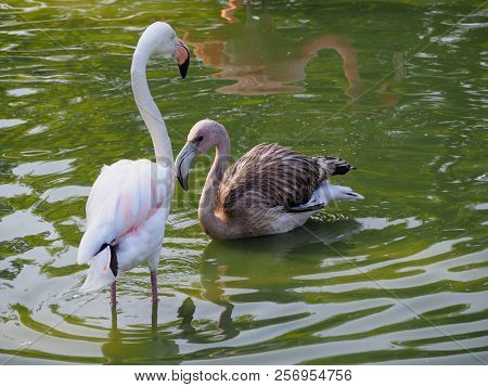 American Flamingo (scienntific Name: Phoenicopterus Ruber), Also Known As Caribbean Flamingo Or Grea