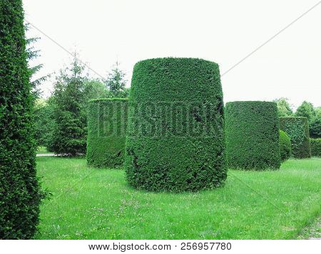 Ideally Geometrically Cropped Shorn Trees In An Abstract Well-kept Park