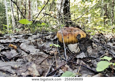 Mushroom With The Latin Name Russula Foetens Grew Up In The Forest On Old Leaves