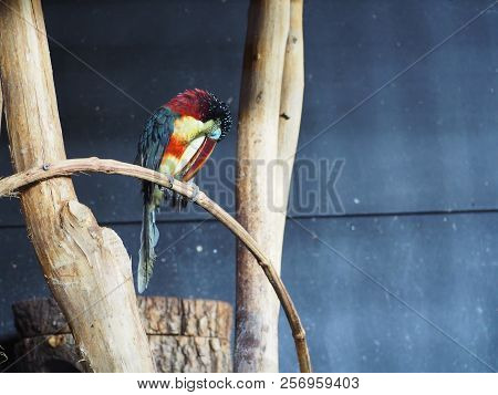 Photography Of A Curl-crested Aracari (scientific Name: Pteroglossus Beauharnaesii)