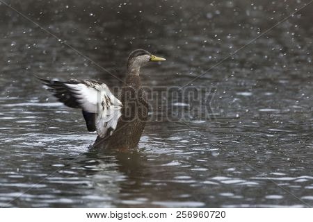 A Winter Male American Black Duck, Anas Rubripes