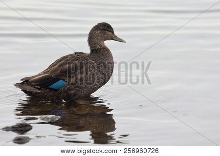 A Loafing Male American Black Duck, Anas Rubripes