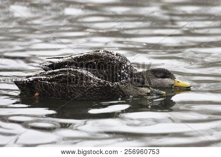 A Pair Of American Black Duck, Anas Rubripes With Snow