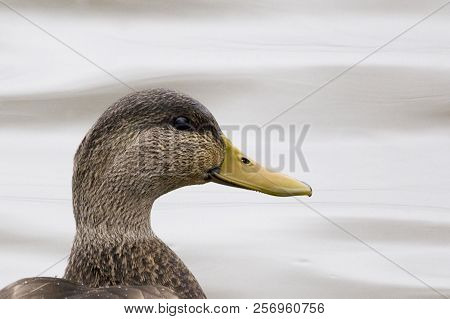 A Male American Black Duck, Anas Rubripes Portrait