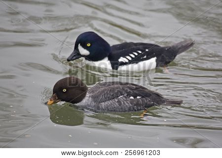 Pair Of Barrow's Goldeneye, Bucephala Islandica