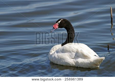 View Of A Black-necked Swan, Cygnus Melancoryphus