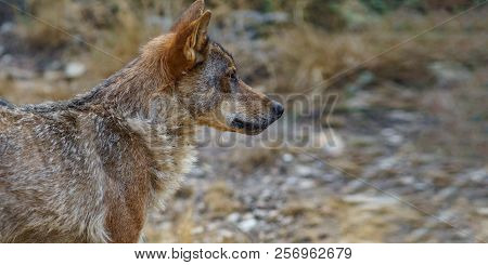 Canis Lupus Signatus Profile Looking To The Right, Text Space