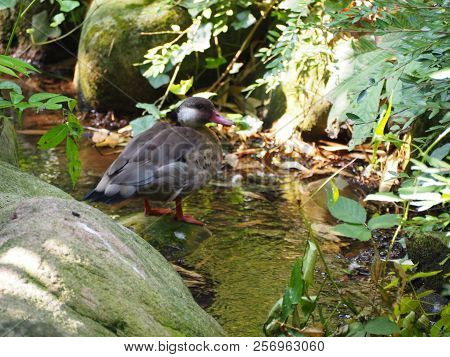 Photography Of A Brazilian Teal (scientific Name: Amazonetta Brasiliensis)
