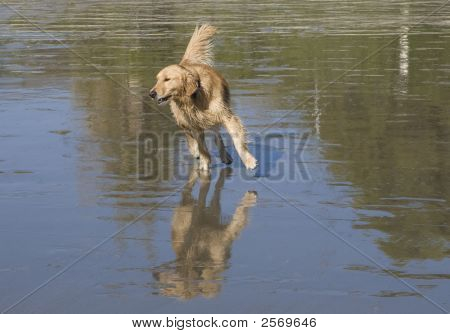 Golden Retriever sulla spiaggia