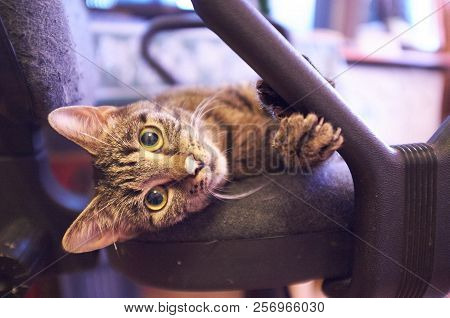 Brown Cat With Yellow Eyes Sleeping In The Chair