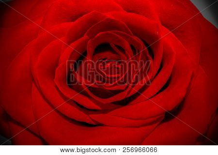 Beautiful Full Big Red Rose Full Of Papers