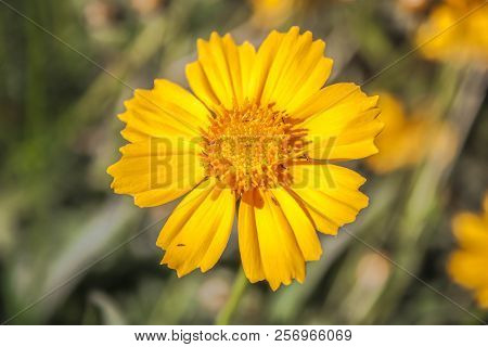 A Beautiful Yellow Flower  With Blur Background