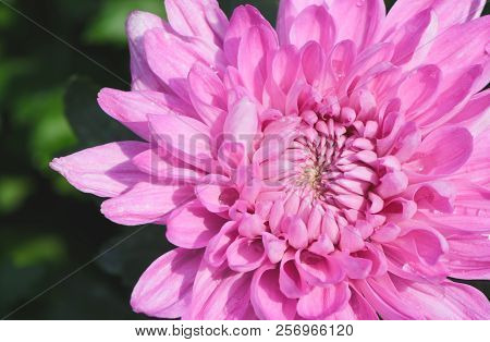 Pink Chrysanthemum Flower With Water Drop