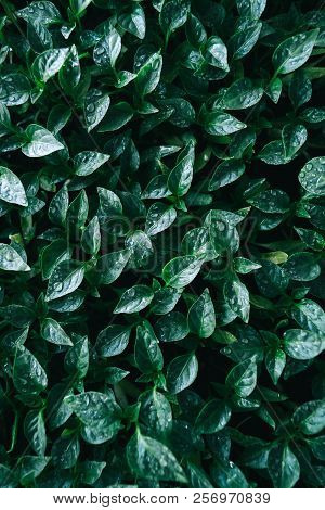 Green Leaves On Young Pepper. Green Background.