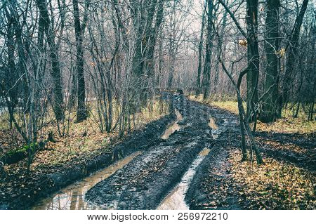 Off-road Track In Autumn Forest. Dirty Autumn Road In A Deserted Forest