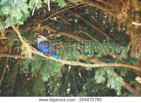 Photography Of A Blue-bellied Roller (scientific Name: Coracias Cyanogaster)