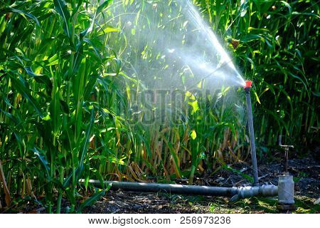 Sprinkers irrigating corn crops green lush field farming grains