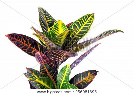 Colorful Growing Croton Homeplant On A White Background.