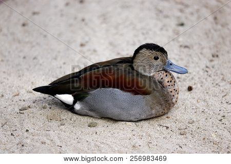 Full Body Of Male Ringed Teal Duck. Photography Of Nature And Wildlife.